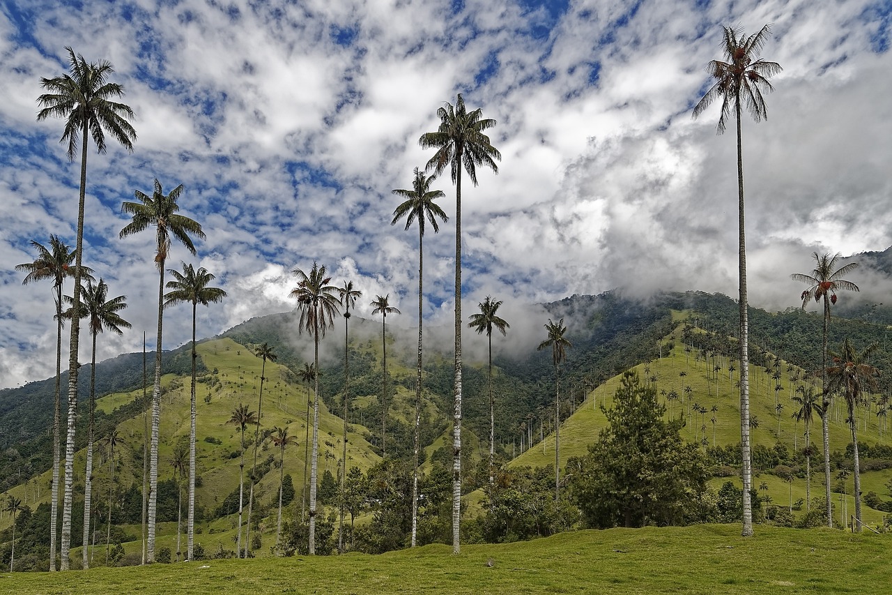 Vallée de la cocora en colobmie