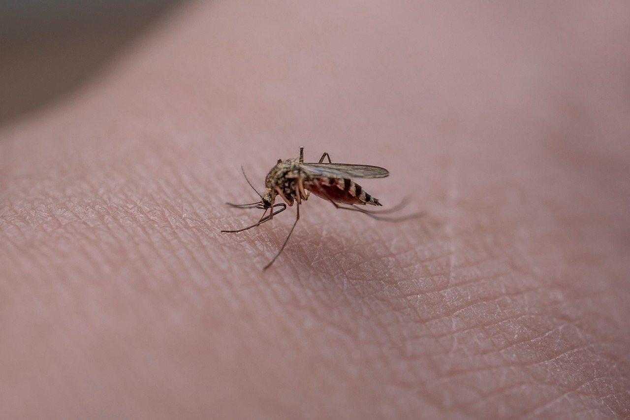 Un moustique qui pique le bras d’un homme