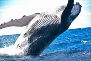 Lire la suite à propos de l’article Colombie pacifique : explorez les plages et forêts sauvages