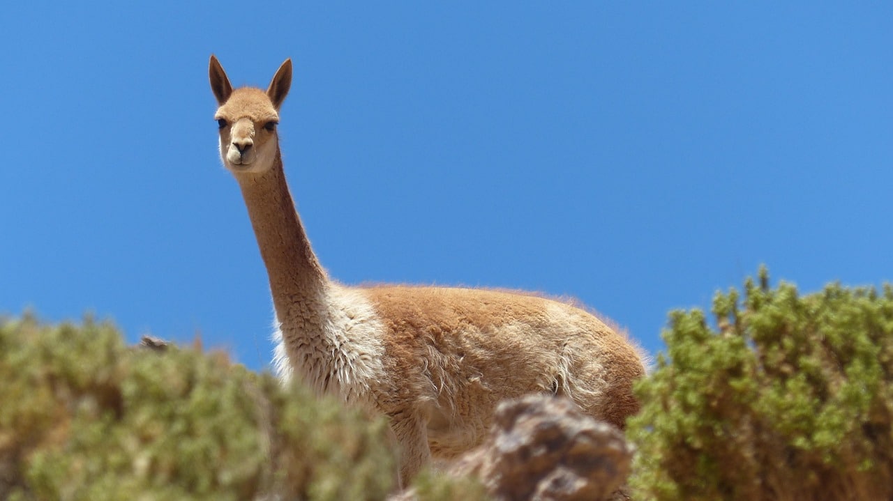 Photo d’une vigogne en Bolivie
