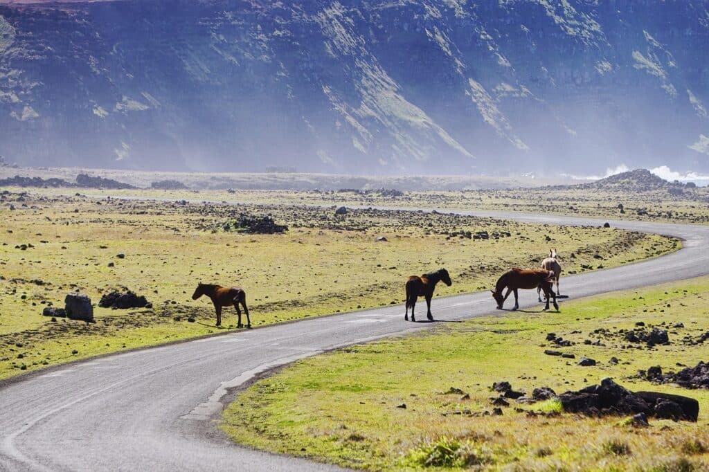 chevaux au milieu de la patagonie au chili