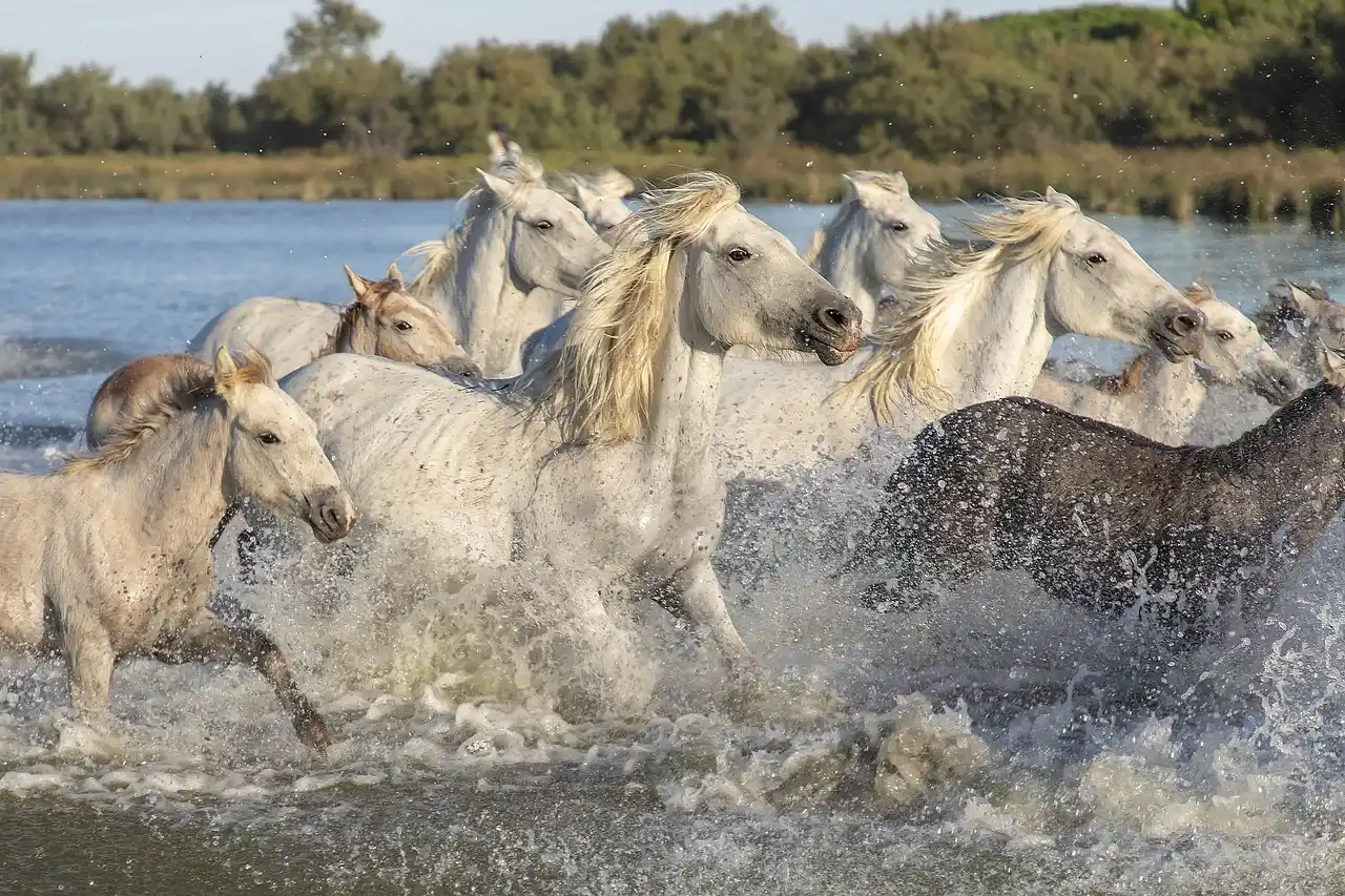 Lire la suite à propos de l’article La Camargue, nouvelle star des roadtrips français