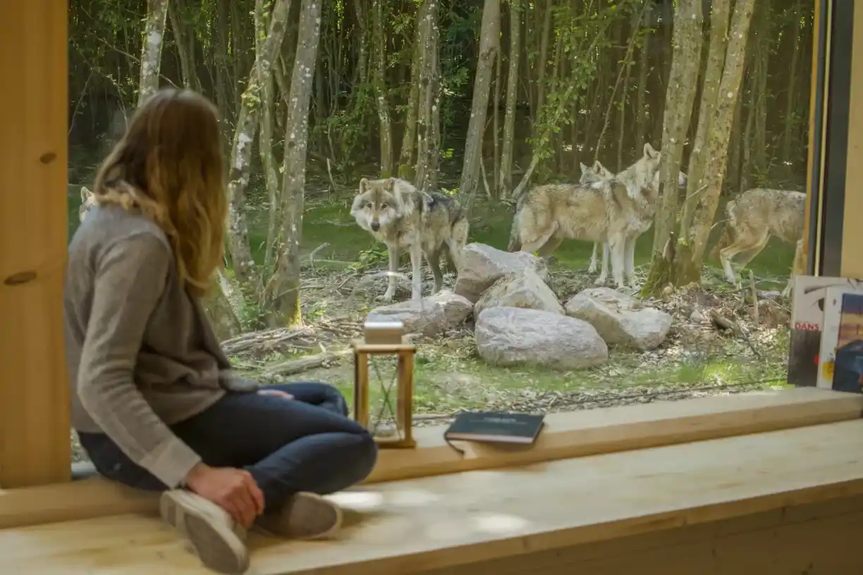 You are currently viewing Sur les traces du loup gris : où voir cet animal mythique en voyage ?