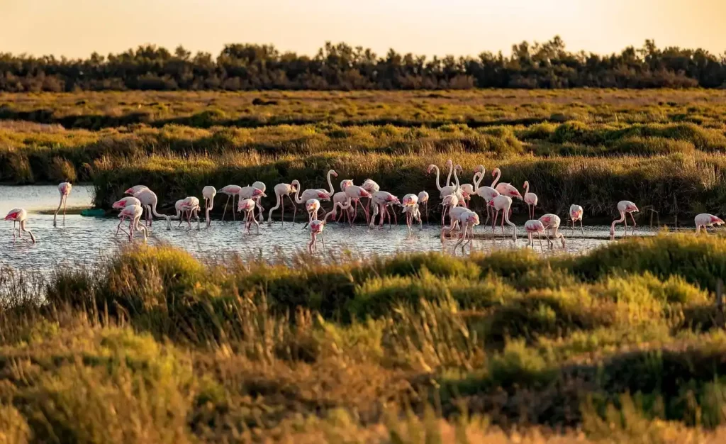 Les flamands rose de camargue
