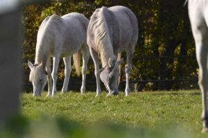 Lire la suite à propos de l’article Chevaux sauvages en France : où les voir en liberté pendant vos voyages ?