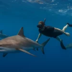 Nager avec les Requins : L’Aventure Ultime des Profondeurs Marines