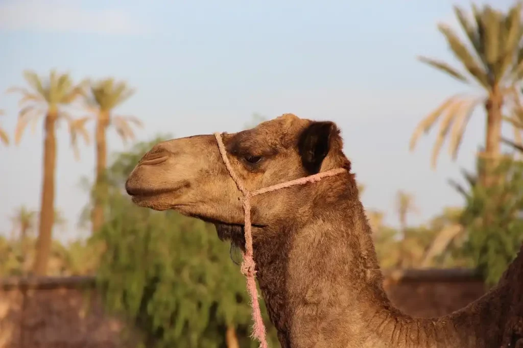 chameau maroc