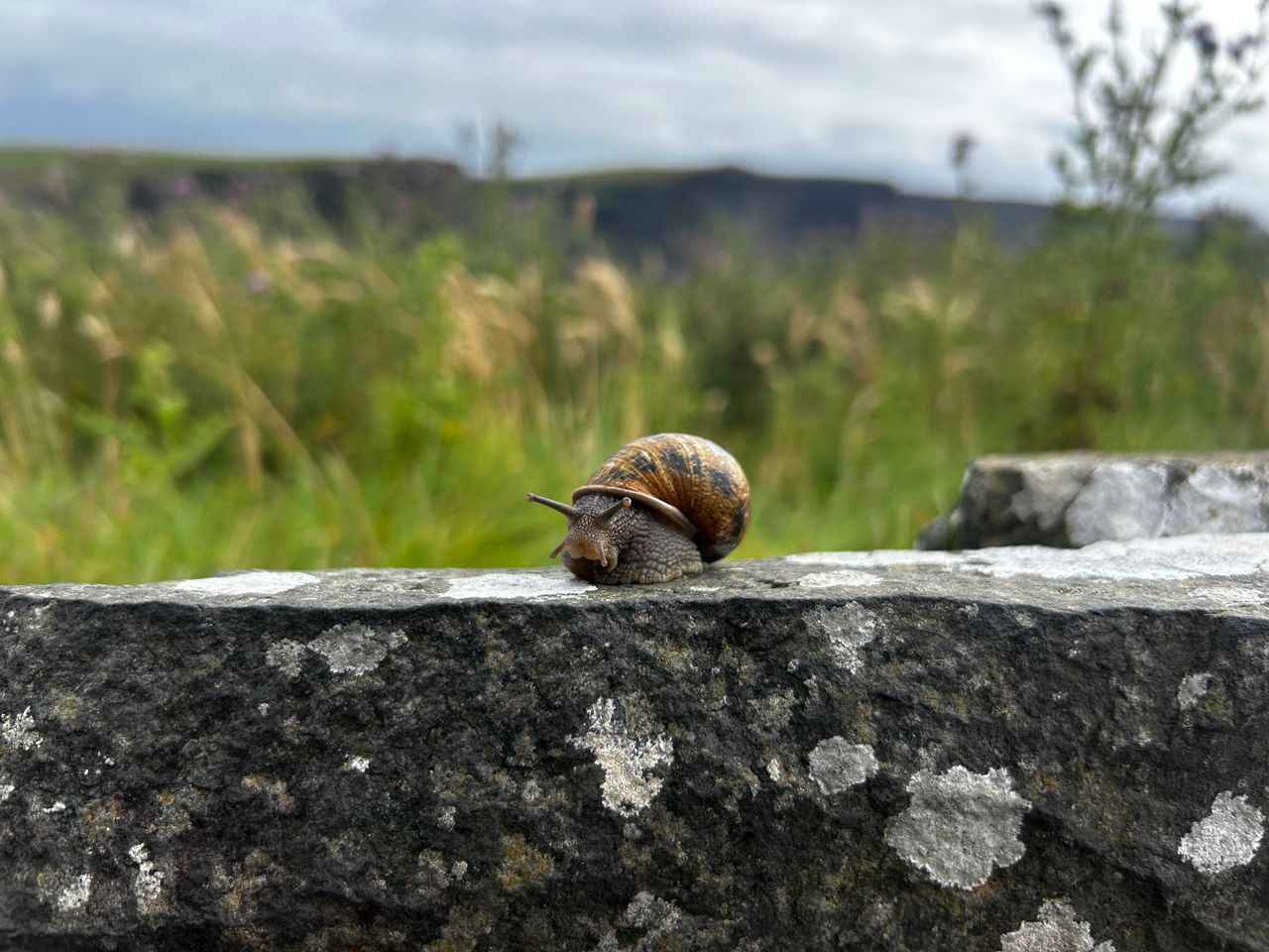 un escargot qui voyage lentement