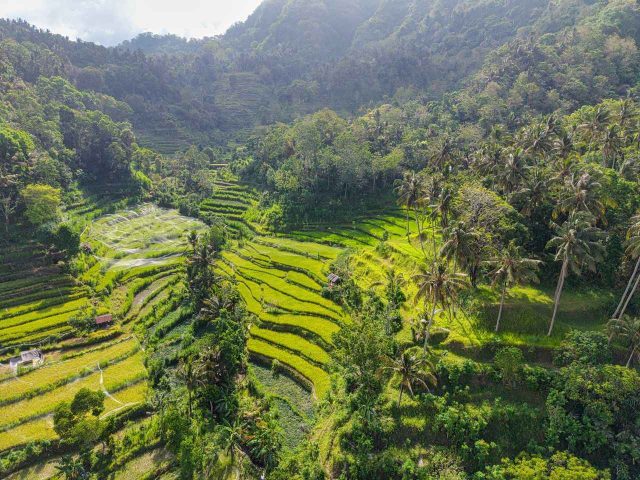 Vue du ciel sur les risière de BALI